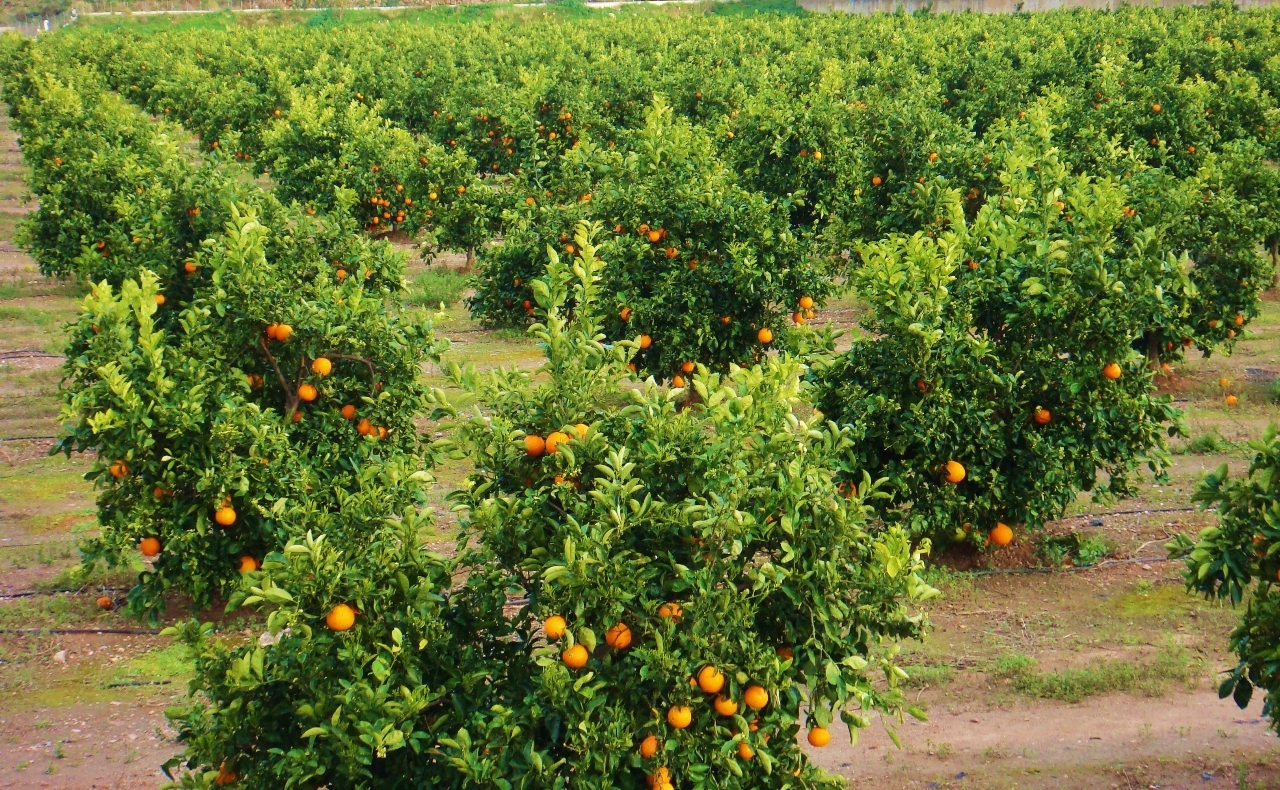 Chicle tortura Corredor Cítricos y frutales ocupan el 49% de las tierras de cultivo de la Comunitat  Valenciana | Cooperatives Agro-alimentàries Comunitat Valenciana