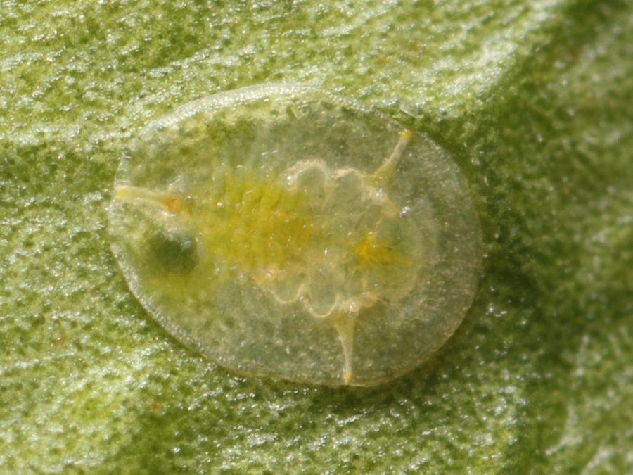 Dialeurodes_citri_larva